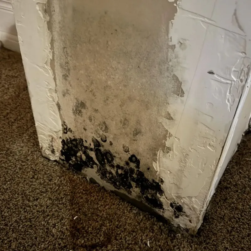 Professional Mold Removal in Ashland, IL